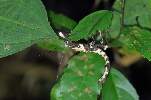 Parectatosoma echinus