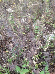 Aloysia gratissima