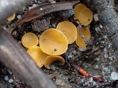 Phaeohelotium baileyanum