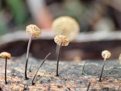 Marasmius alveolaris