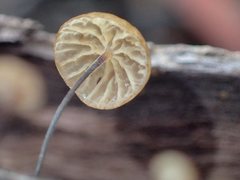Marasmius alveolaris