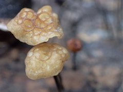 Marasmius alveolaris