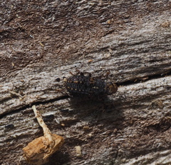 Ulorhinus bilineatus