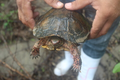 Rhinoclemmys pulcherrima rogerbarbouri