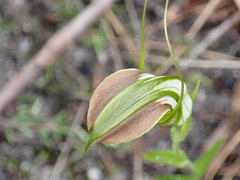 Pterostylis grandiflora