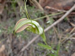 Pterostylis grandiflora