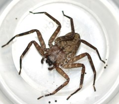 Selenops mexicanus