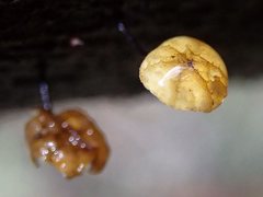 Marasmius alveolaris