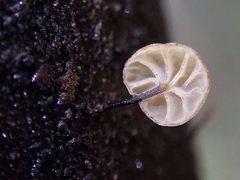 Marasmius alveolaris