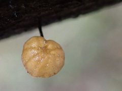 Marasmius alveolaris