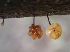 Marasmius alveolaris