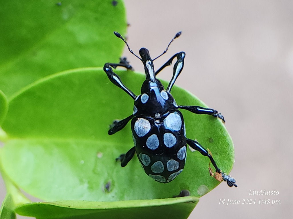 Alcidodes