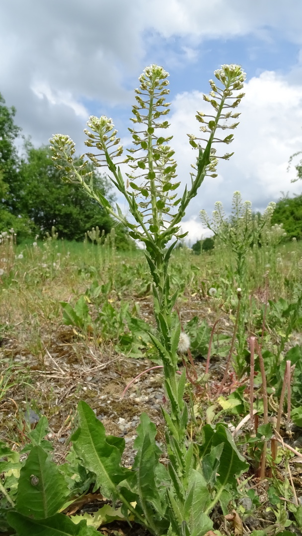 Lepidium campestre