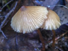 Entoloma aromaticum
