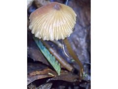 Entoloma aromaticum