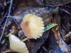 Entoloma aromaticum