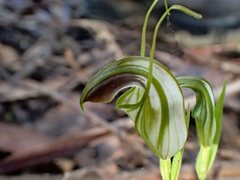 Pterostylis grandiflora