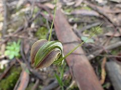 Pterostylis grandiflora