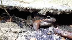 Leptodactylus insularum