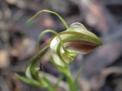 Pterostylis grandiflora