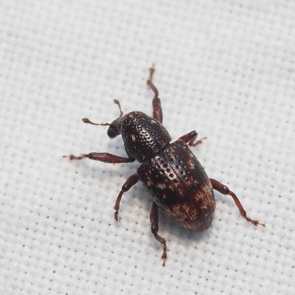 Tyloderma laporteae
