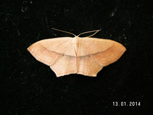 Small Blood-vein