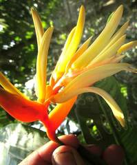 author not stated, no rights reserved Heliconia aurantiaca, photograph author not stated, no rights reserved
