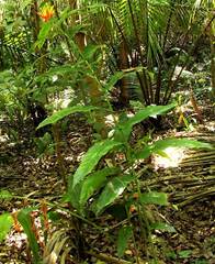 author not stated, no rights reserved Heliconia aurantiaca, photograph author not stated, no rights reserved
