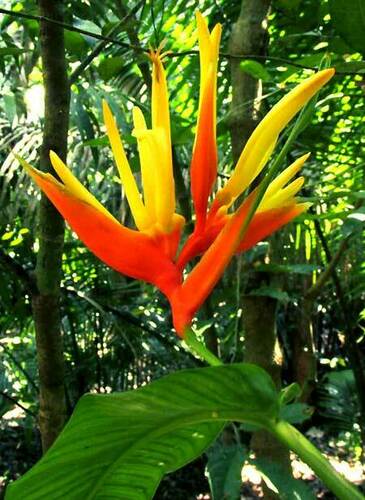 Platanillo (Heliconia aurantiaca)