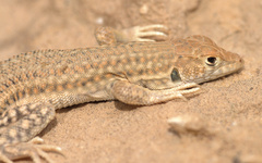 Acanthodactylus