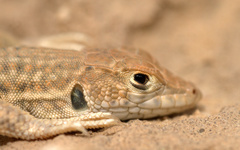 Acanthodactylus