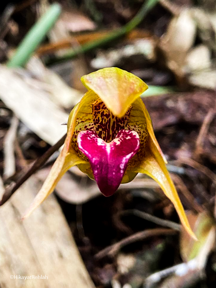 Bulbophyllum uniflorum (Blume) Hassk. 2