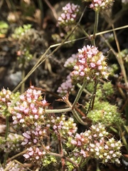 Chorizanthe staticoides
