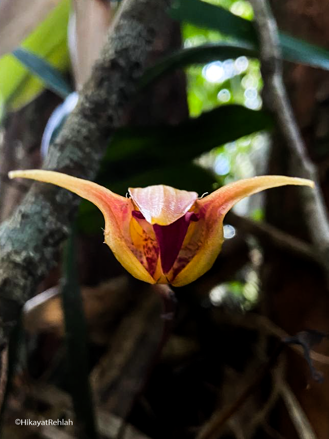 Bulbophyllum uniflorum (Blume) Hassk. 3