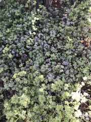 Chorizanthe staticoides