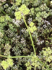 Chorizanthe staticoides