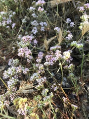 Chorizanthe staticoides