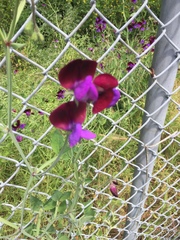 Lathyrus