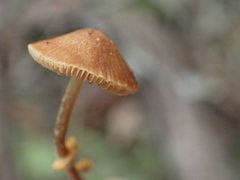 Conocybe filaris