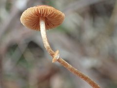 Conocybe filaris