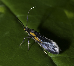 Mathildana newmanella