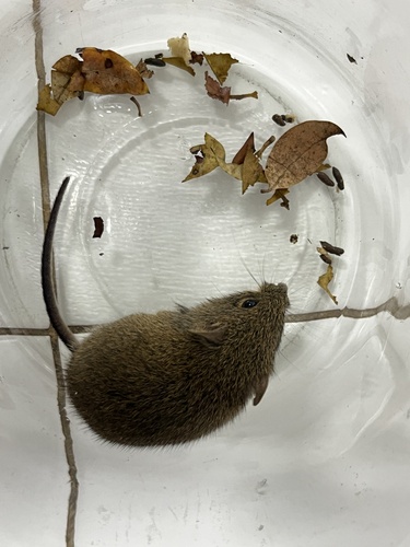 Hairy-tailed Bolo Mouse