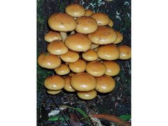 Pholiota malicola