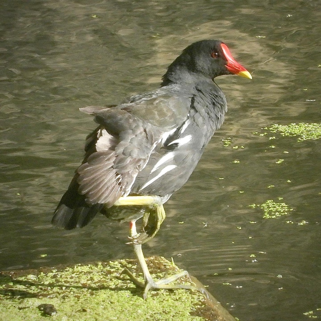 Mariana Common Gallinule