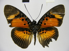 Pseudacraea dolomena congoensis