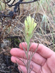 Castilleja thompsonii