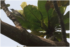 Pachycephala griseonota