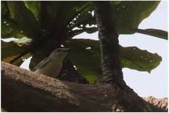 Pachycephala griseonota
