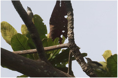 Pachycephala griseonota