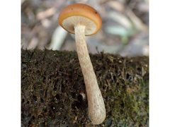 Galerina patagonica